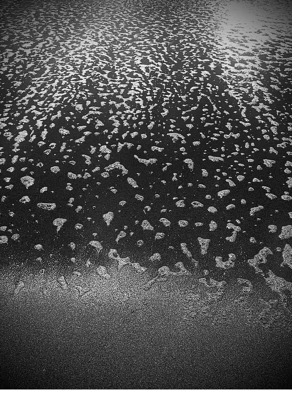 Sea Lace